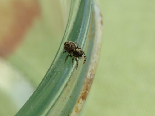 Pseudeuophrys erratica